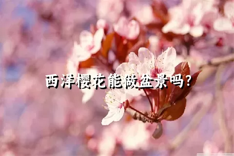 西洋樱花能做盆景吗？