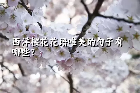 西洋樱花花语唯美的句子有哪些？