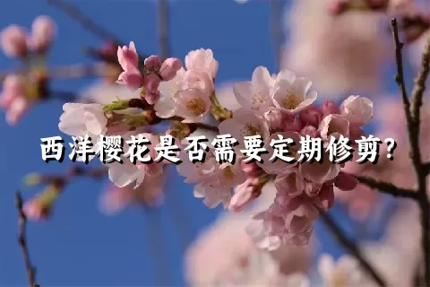 西洋樱花是否需要定期修剪？