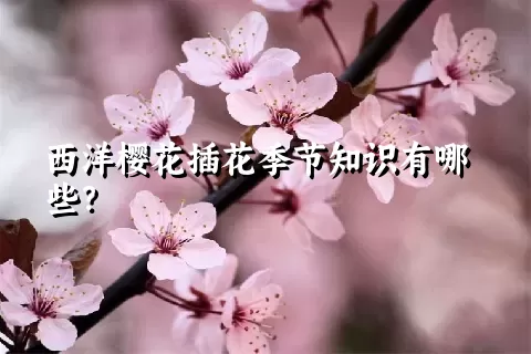 西洋樱花插花季节知识有哪些？