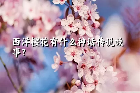 西洋樱花有什么神话传说故事？