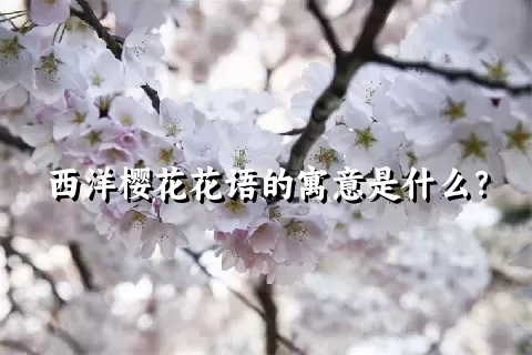 西洋樱花花语的寓意是什么？