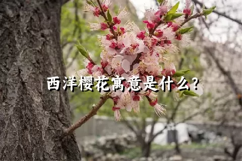 西洋樱花寓意是什么？