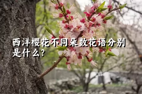 西洋樱花不同朵数花语分别是什么？