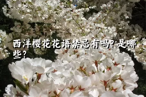 西洋樱花花语禁忌有吗？是哪些？