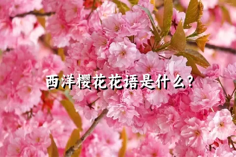 西洋樱花花语是什么？