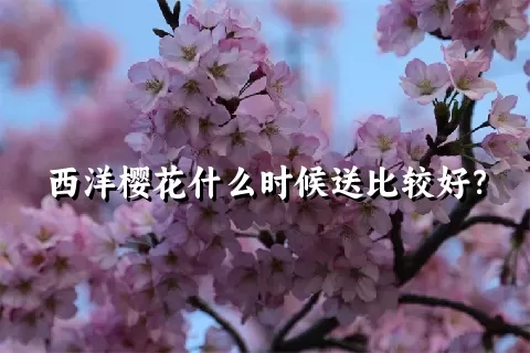 西洋樱花什么时候送比较好？