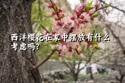 西洋樱花在家中摆放有什么考虑吗？