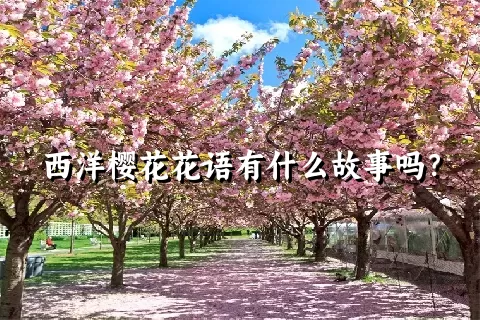 西洋樱花花语有什么故事吗？