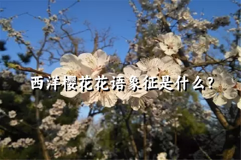 西洋樱花花语象征是什么？