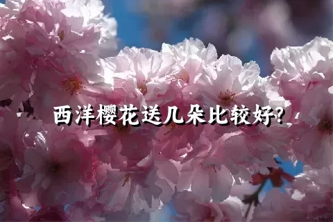 西洋樱花送几朵比较好？