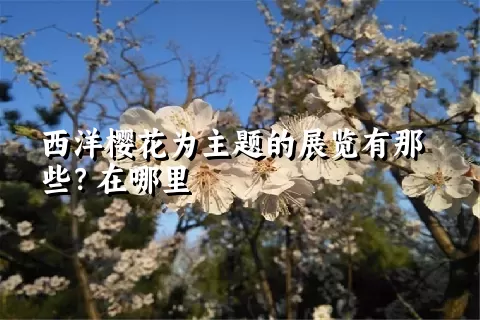 西洋樱花为主题的展览有那些？在哪里