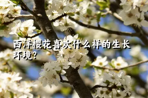 西洋樱花喜欢什么样的生长环境？