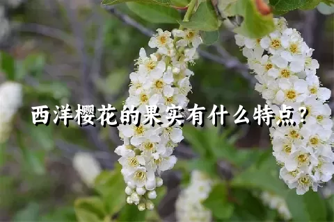 西洋樱花的果实有什么特点？