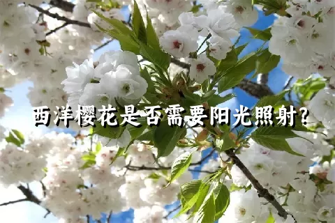 西洋樱花是否需要阳光照射？