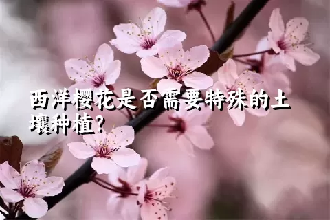 西洋樱花是否需要特殊的土壤种植？