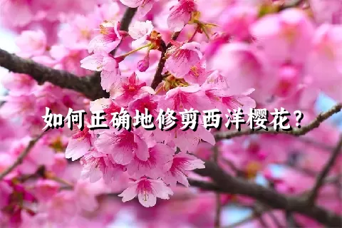 如何正确地修剪西洋樱花？