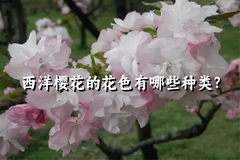 西洋樱花的花色有哪些种类？