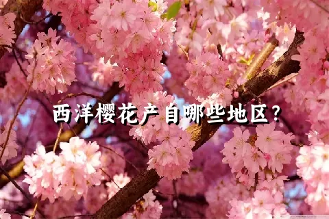 西洋樱花产自哪些地区？