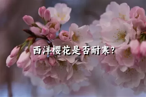 西洋樱花是否耐寒？