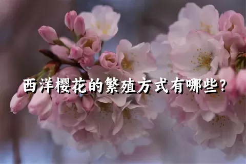 西洋樱花的繁殖方式有哪些？