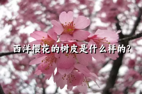 西洋樱花的树皮是什么样的？