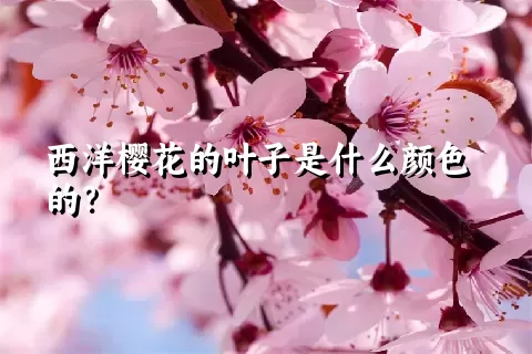 西洋樱花的叶子是什么颜色的？