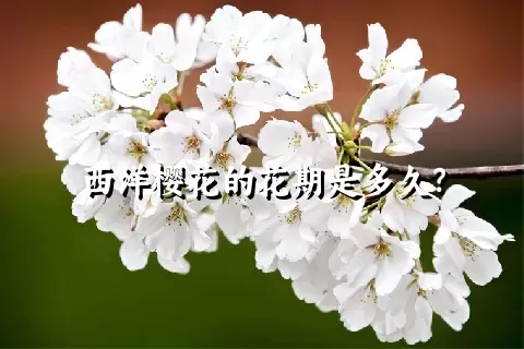 西洋樱花的花期是多久？