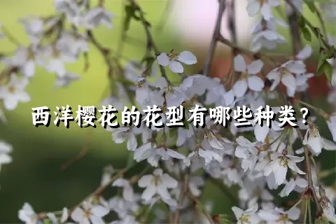 西洋樱花的花型有哪些种类？