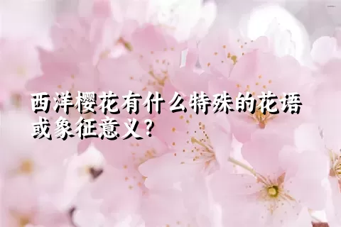 西洋樱花有什么特殊的花语或象征意义？