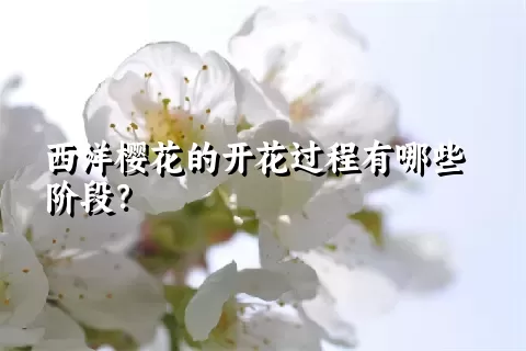 西洋樱花的开花过程有哪些阶段？