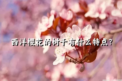 西洋樱花的树干有什么特点？