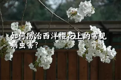 如何防治西洋樱花上的常见病虫害？