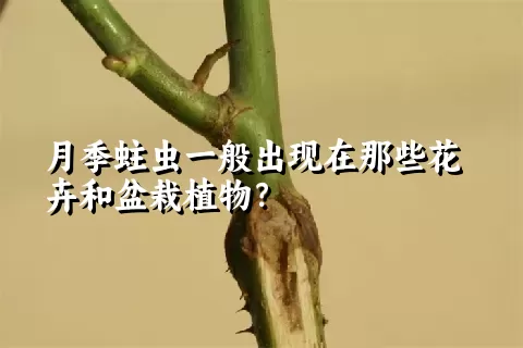 月季蛀虫一般出现在那些花卉和盆栽植物？