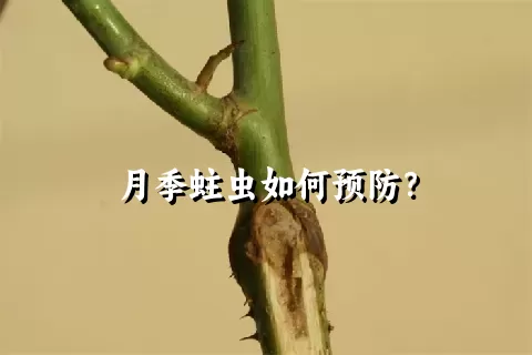 月季蛀虫如何预防？