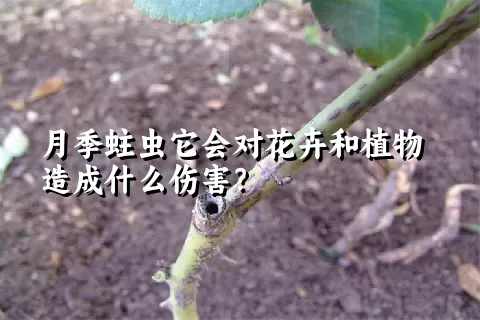 月季蛀虫它会对花卉和植物造成什么伤害？