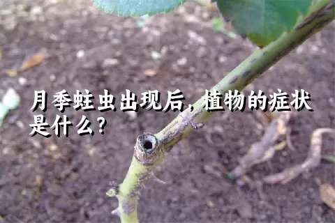 月季蛀虫出现后，植物的症状是什么？