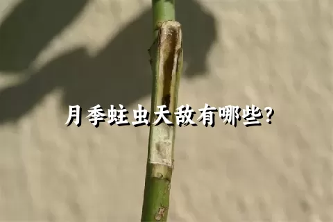 月季蛀虫天敌有哪些？