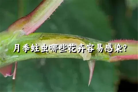 月季蛀虫哪些花卉容易感染？