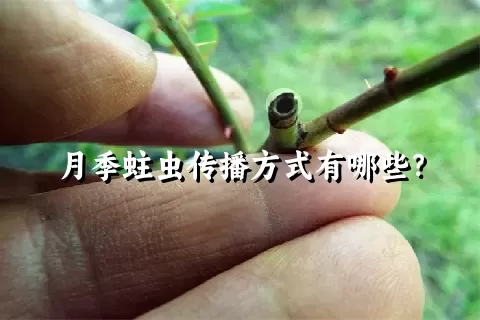 月季蛀虫传播方式有哪些？