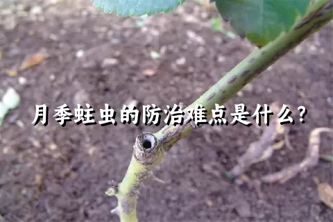 月季蛀虫的防治难点是什么？