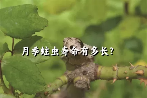 月季蛀虫寿命有多长？    