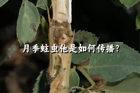 月季蛀虫他是如何传播？