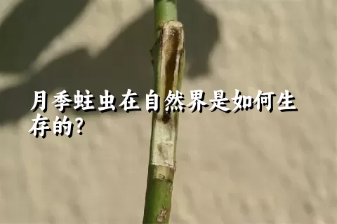 月季蛀虫在自然界是如何生存的？