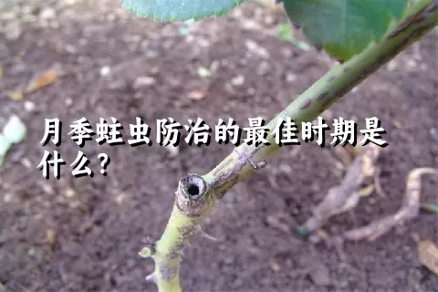 月季蛀虫防治的最佳时期是什么？