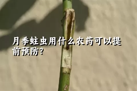 月季蛀虫用什么农药可以提前预防？