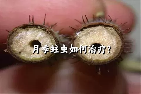 月季蛀虫如何治疗？