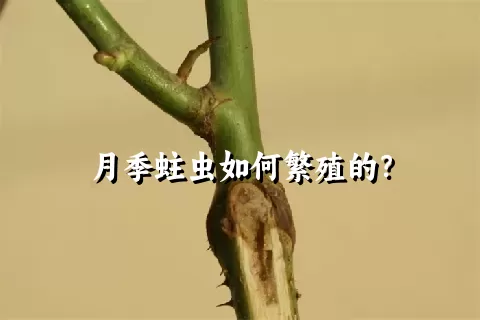 月季蛀虫如何繁殖的？