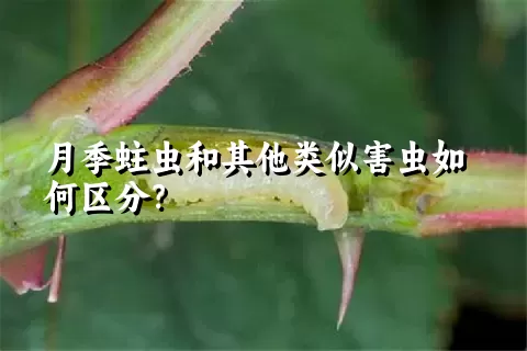 月季蛀虫和其他类似害虫如何区分？