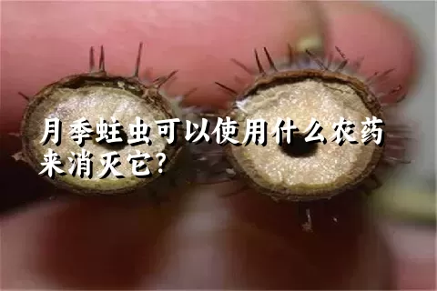 月季蛀虫可以使用什么农药来消灭它？